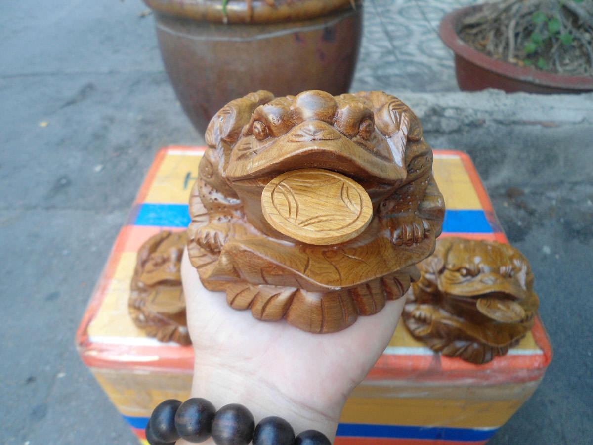Cóc – thiềm thừ gỗ bách xanh