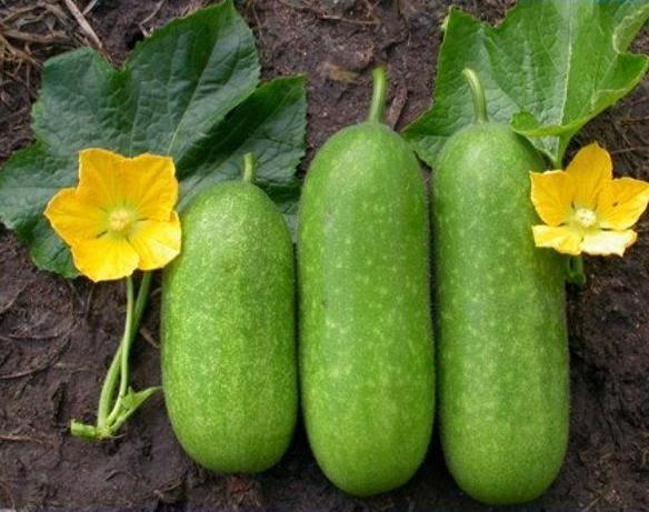 Hạt giống cây bí đao chanh lai đời f1