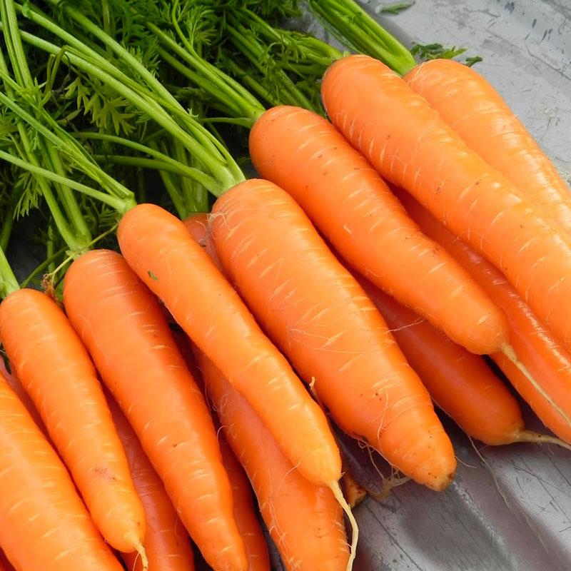 [HCM]Hạt giống Cà Rốt Neew KURODA- PhuNongSeeds