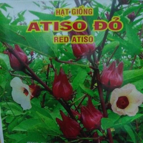 Hạt cây Atiso đỏ  cây bụp giấm- gói 2gr -50 hạt - Red Atiso
