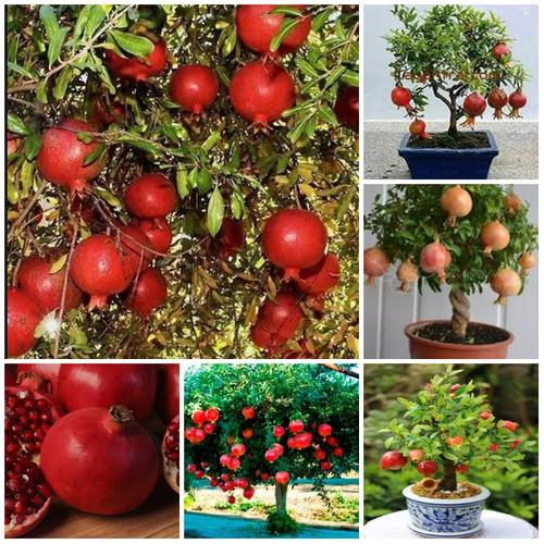 [Lấy mã giảm thêm 30%] Hạt giống Lựu Đỏ Lùn (10 hạt)