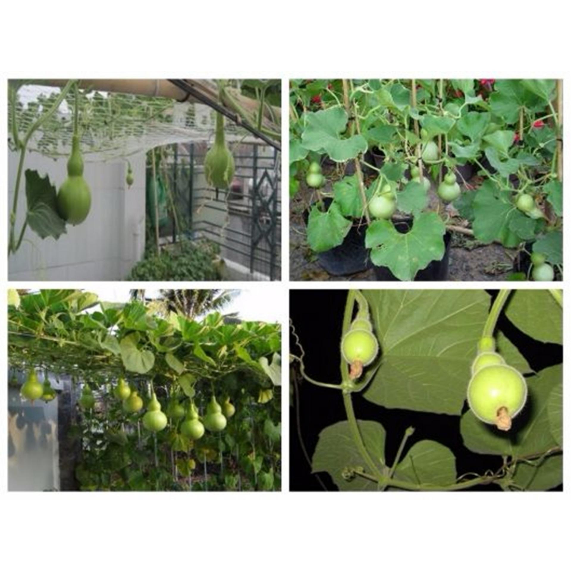 Hạt giống Bầu hồ lô mini Nhật Bản