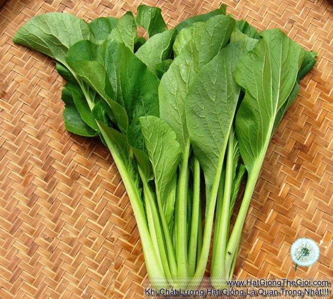 20Gr Hạt Giống Cải Ngọt (A3.301| G1*W24*M121)