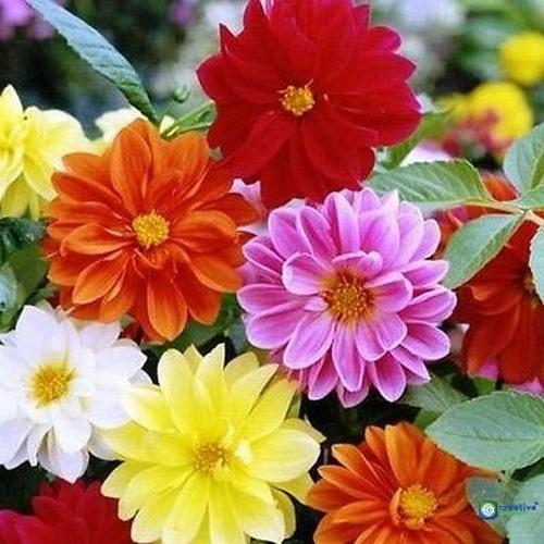 Gói 50 Hạt giống Thược Dược Mix (tặng gói kích nẩy mầm và hướng dẫn)