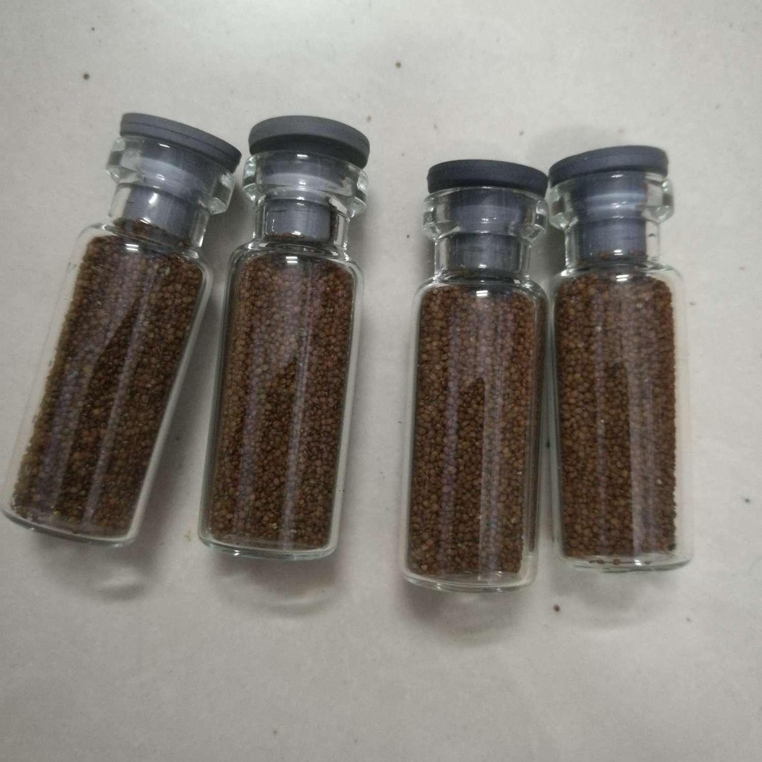 [HCM]Hạt giống trân châu Nhật