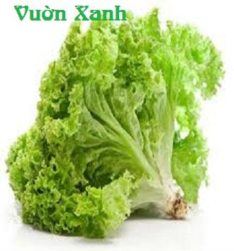 Hạt giống xà lách xoăn cao sản 2gr
