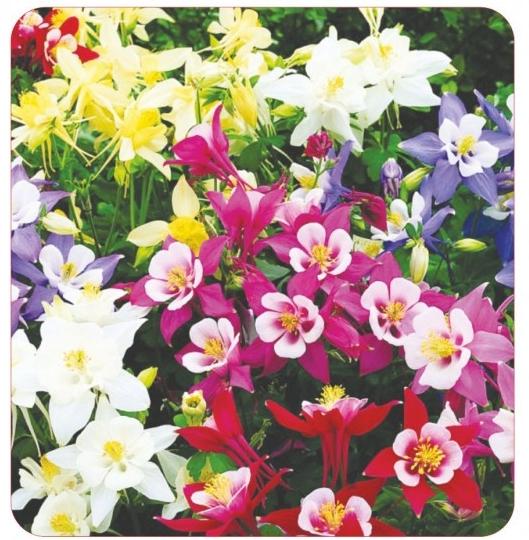 Hạt giống hoa bồ câu mix
