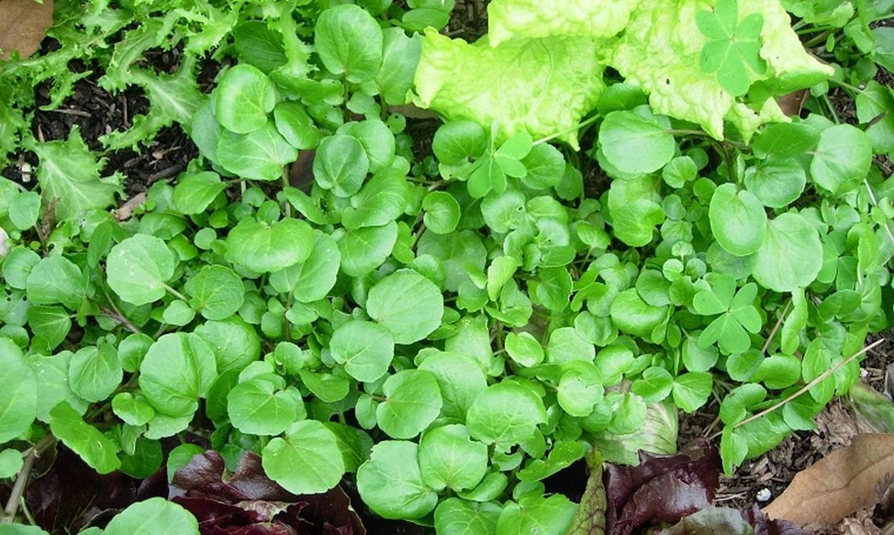 Hạt giống Xà lách Xoong Mỹ (0,1g)