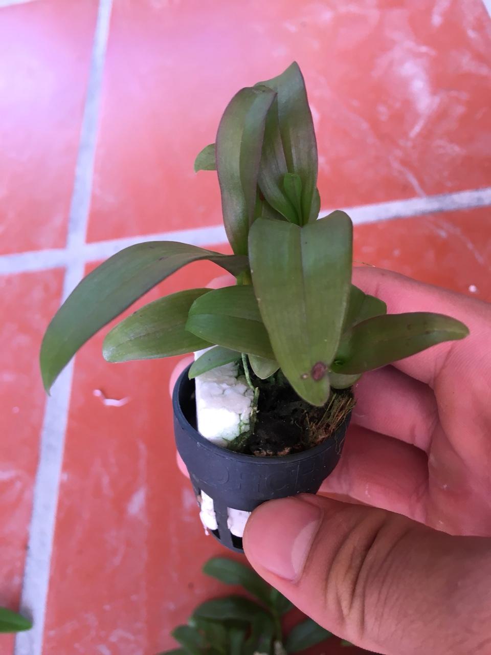 Trầm Hồng long môi tuyết