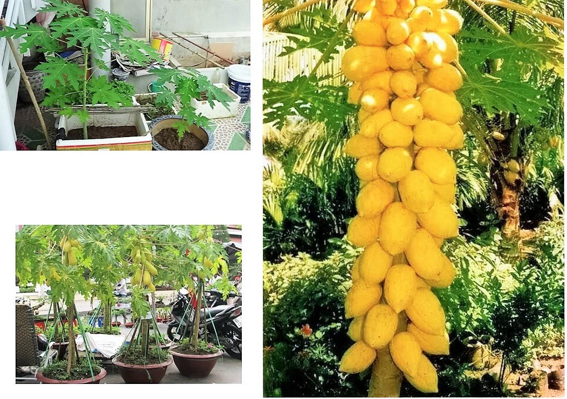 [HCM]Hạt Giống SV Đu Đủ Vỏ Vàng Thái Lan -KLT 5 hạt .