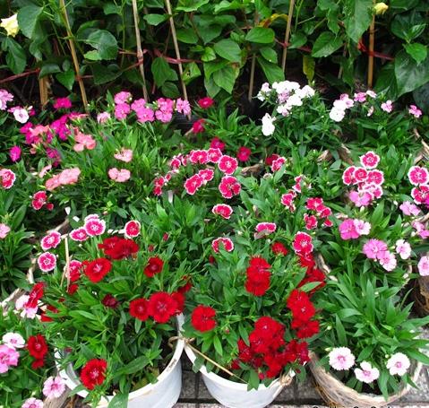 Gói 100 Hạt giống hoa Cẩm Chướng Mix (tặng gói kích nẩy mầm và hướng dẫn)
