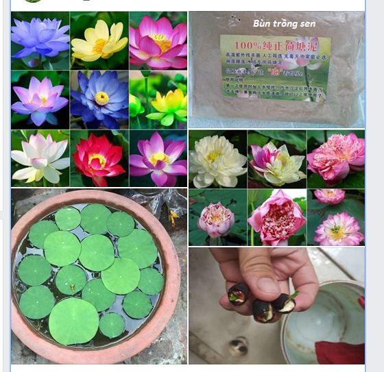 Hạt giống sen mini nhật mix màu ( 1 gói 5 hạt + Kèm 1 gói bùn sạch để trồng sen )