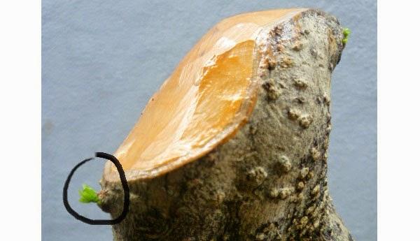 Keo liền da cây mỹ tiến
