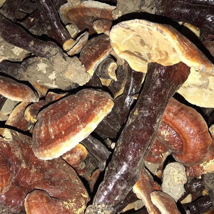 1kg nấm lim xanh