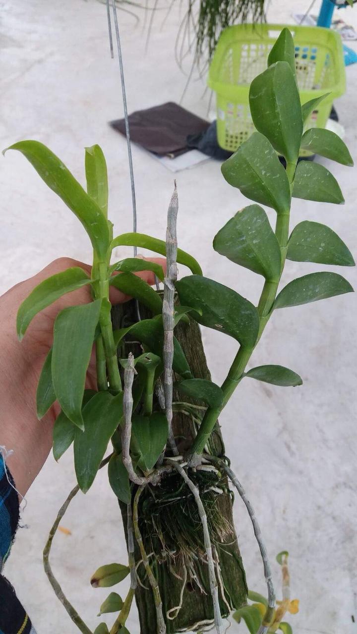 Giả hạc Hawai tím và trắng
