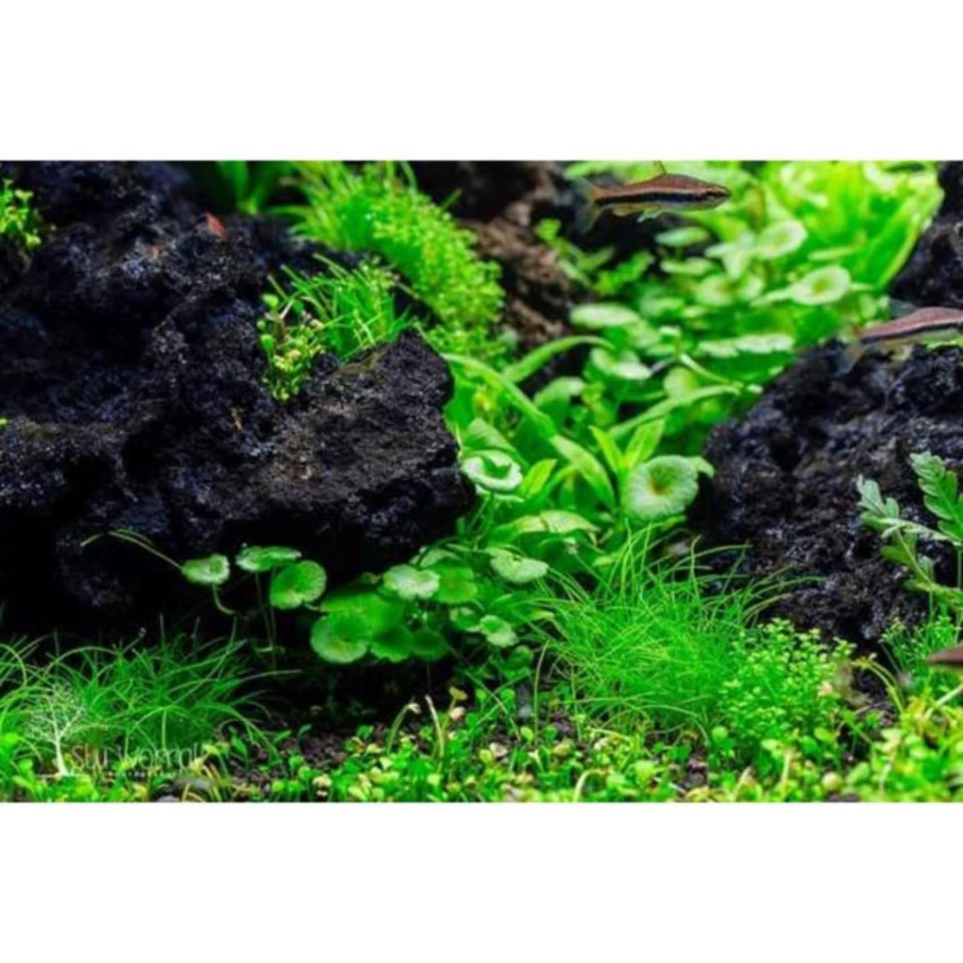 LAVA ROCK (500GR) filter data, fish tank