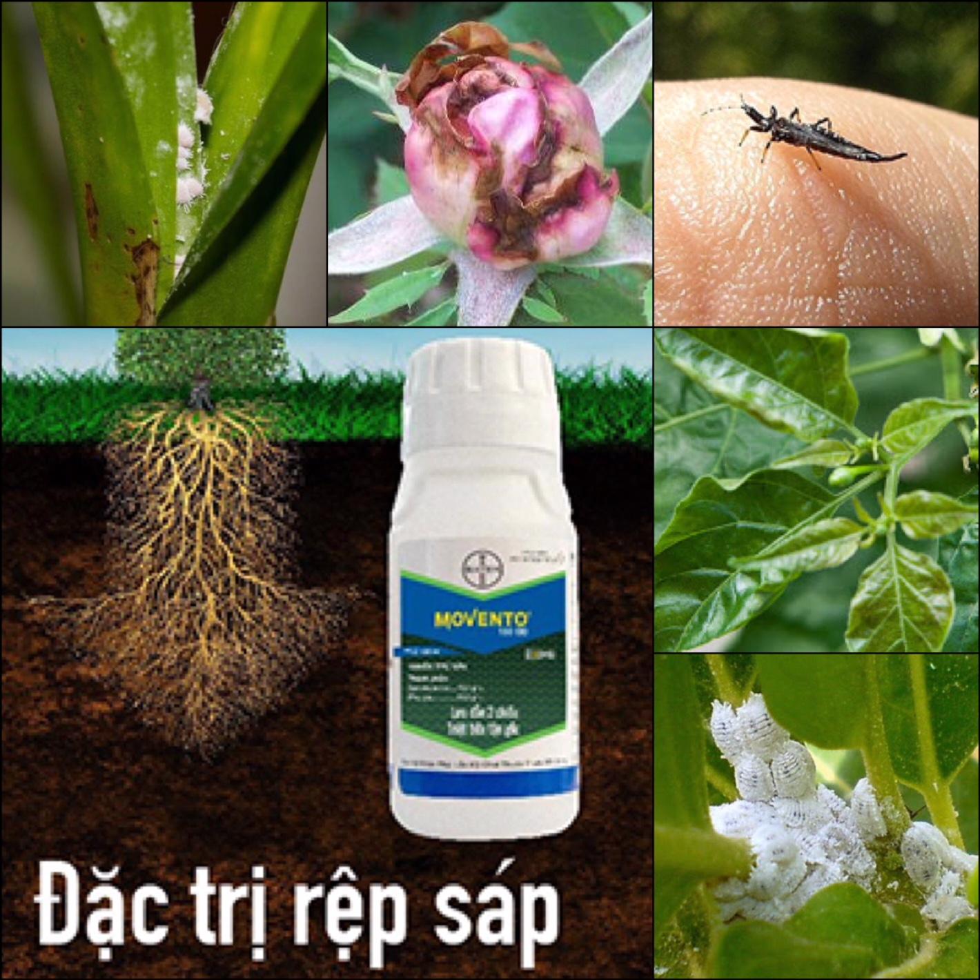 Trừ Rệp sáp,  bọ trĩ (bù lạch) thế hệ mới MOVENTO 150OD
