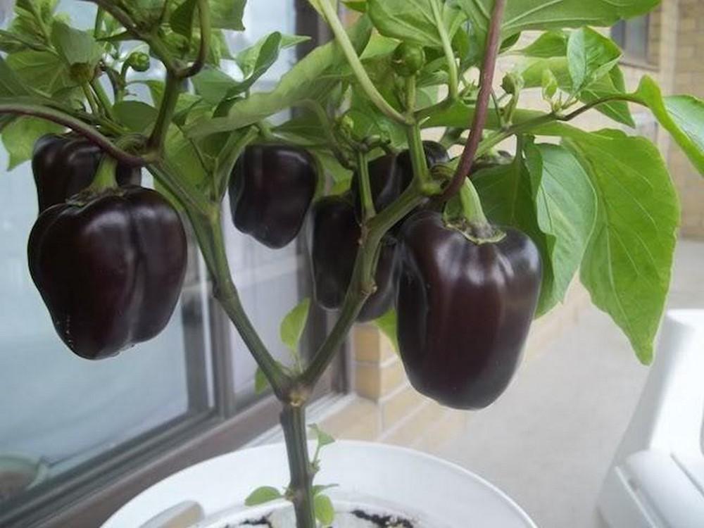 Gói 10 Hạt giống Ớt chuông mix (tặng gói kích nẩy mầm và hướng dẫn)