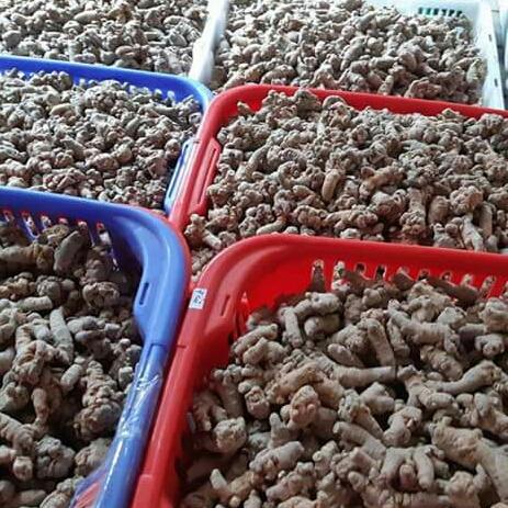 1kg củ tam thất bắc