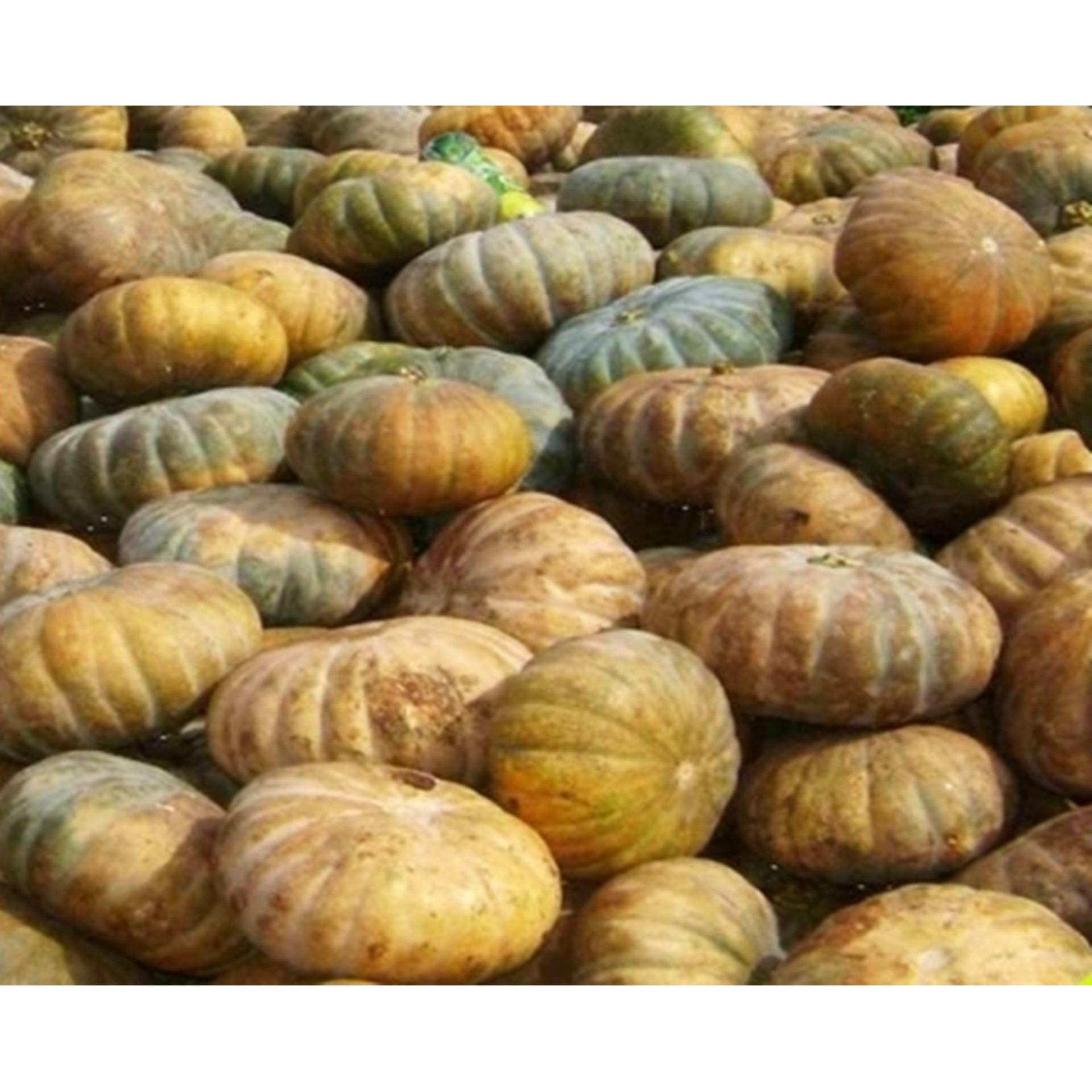 Hạt giống Bí đỏ lai quả tròn to