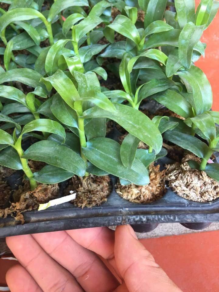 Trầm rồng đỏ