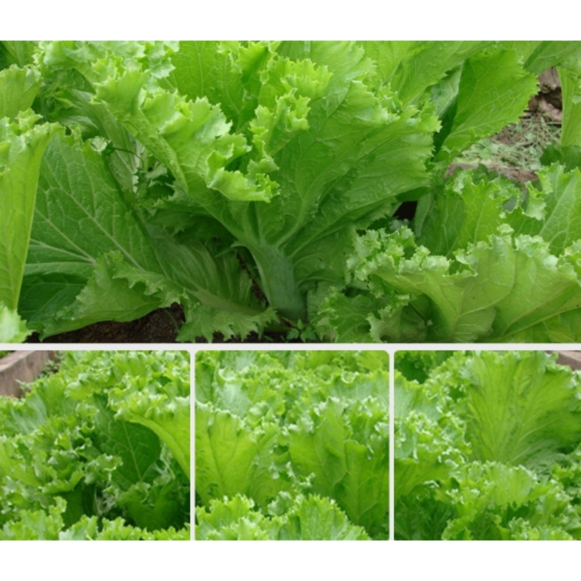 Hạt giống cải bẹ mào gà cao sản