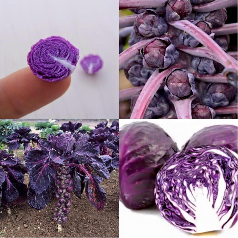 Hạt giống Bắp cải tím tí hon F1 - Gói 0,1 Gr, được cung cấp bởi Green Plus, xuất xứ Nga đóng gói tại VN, chịu nhiệt 15 – 35 độ