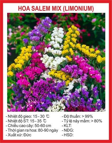 2 gói Hạt giống hoa Salem Mix ~200 hạt (tặng gói kích nẩy mầm và hướng dẫn)