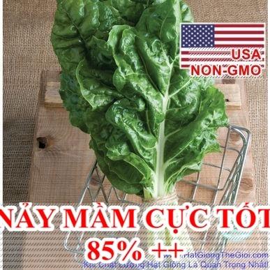 200h Hạt Giống Cải Cầu Vồng Khổng Lồ FordHook 70cm (A2.202| Y3*X45*M031)