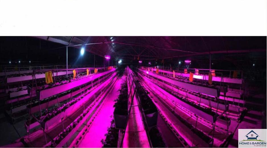 Đèn LED trồng cây trong nhà đủ phổ 300w Super Growth