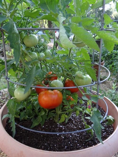 Gói 1g Hạt giống Cà Chua F1 (tặng gói kích nẩy mầm và hướng dẫn)
