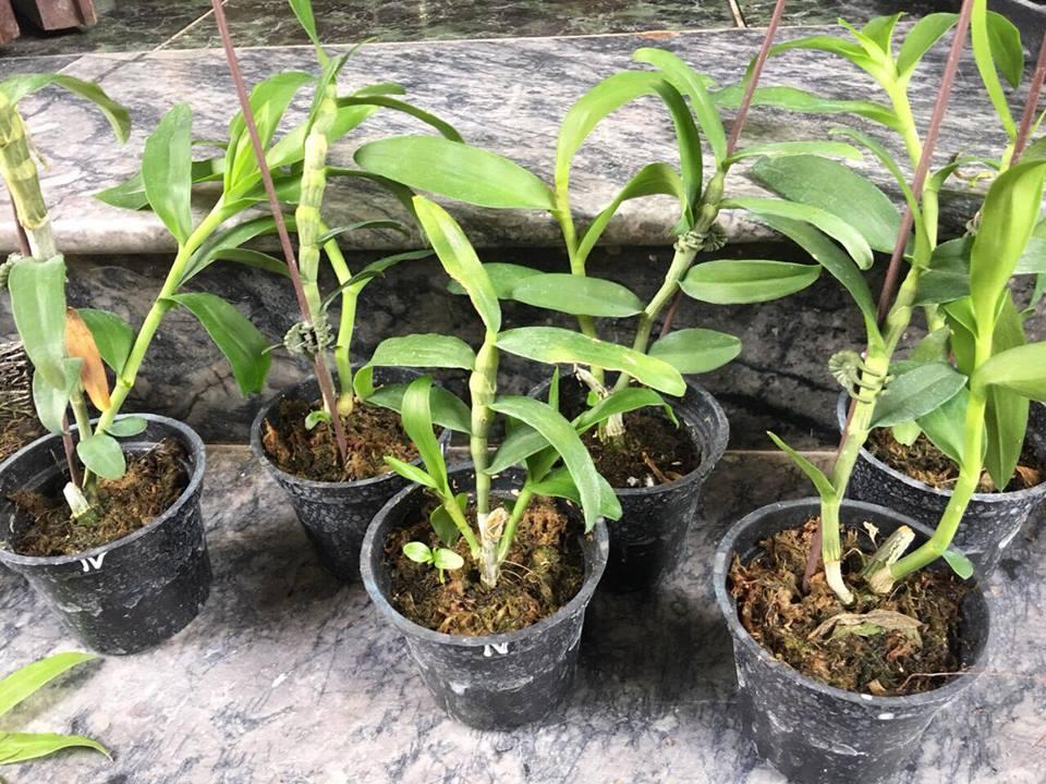 TRẦM RỒNG HÈ (đen nestor Sun flower)