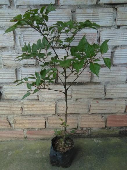 Cây đinh lăng - loại lá to