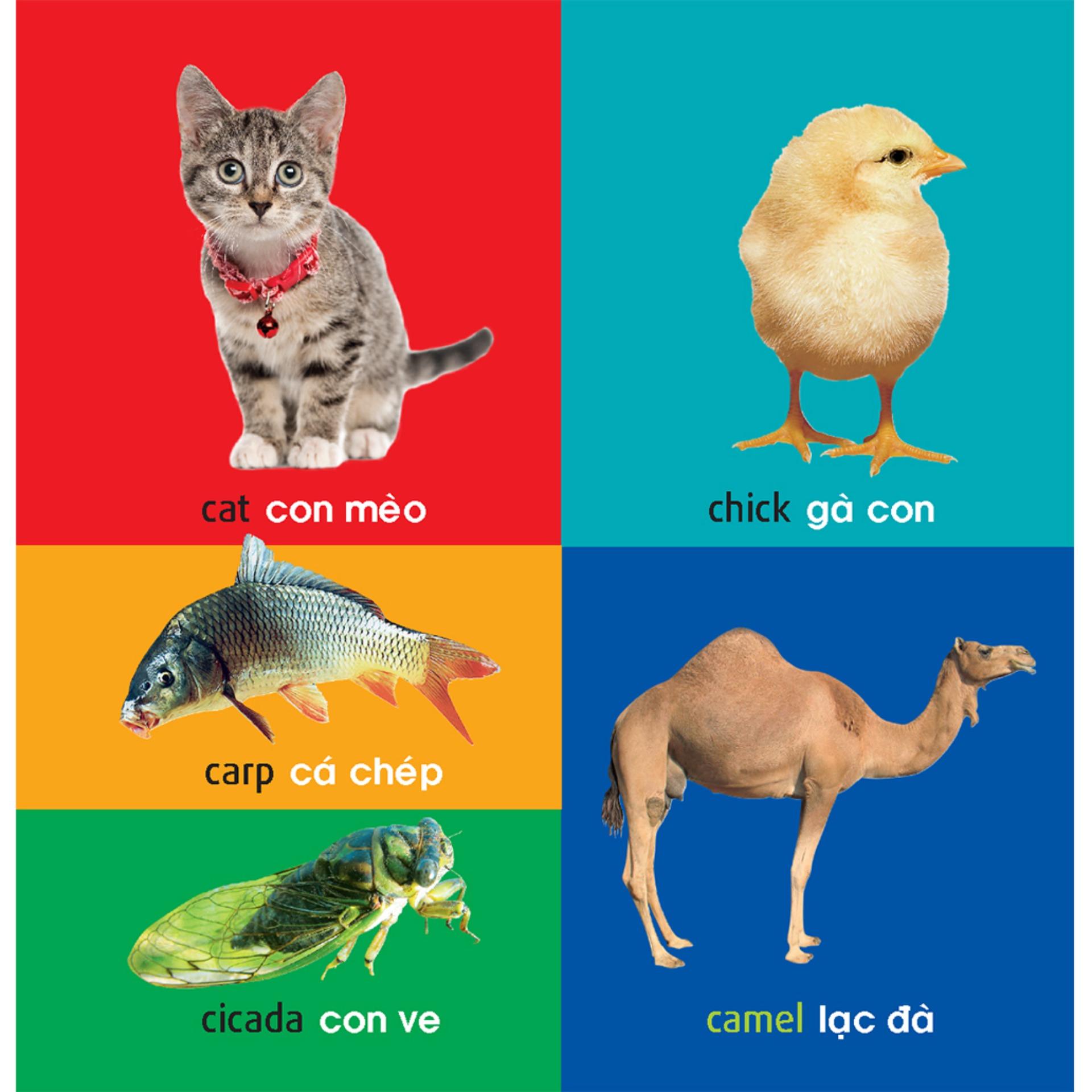 Sách: 101 First Words - Animals /101 Từ Đầu Tiên - Động Vật (TB)