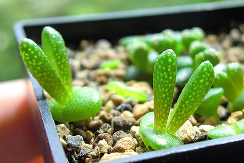 Combo Thỏ : 02 gói hạt giống ( 1 gói Cỏ Đuôi Thỏ và 1 gói Cây Tai Thỏ mix )