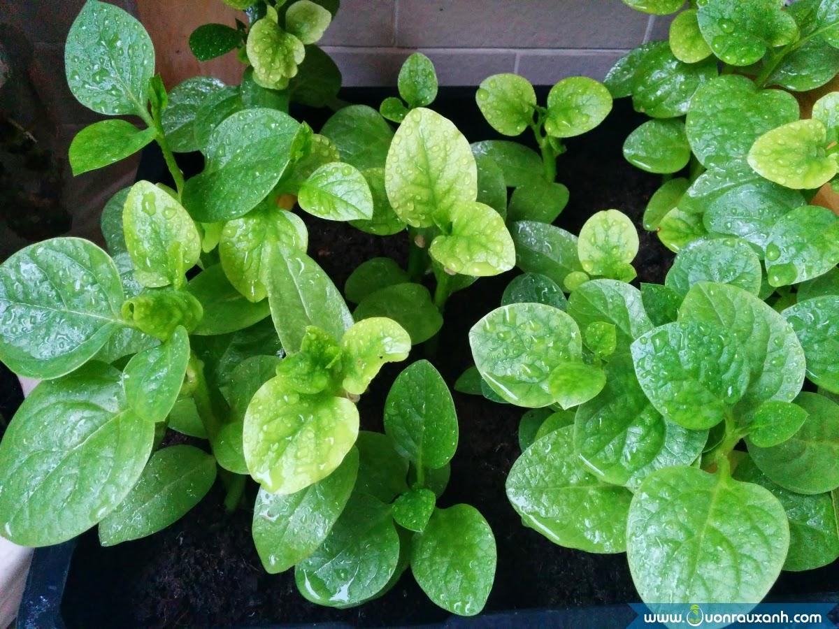 Hạt Giống Rau Mồng Tơi Lá Tròn To