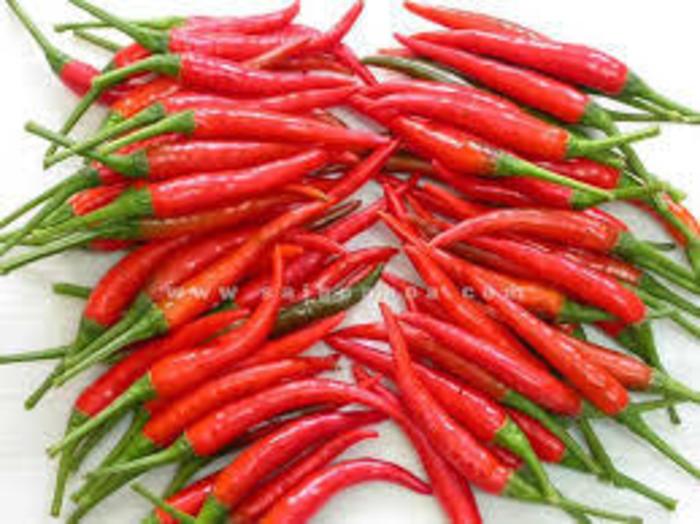 hot chili pepper with HIGH QUALITY and COMPETITIVE PRICE