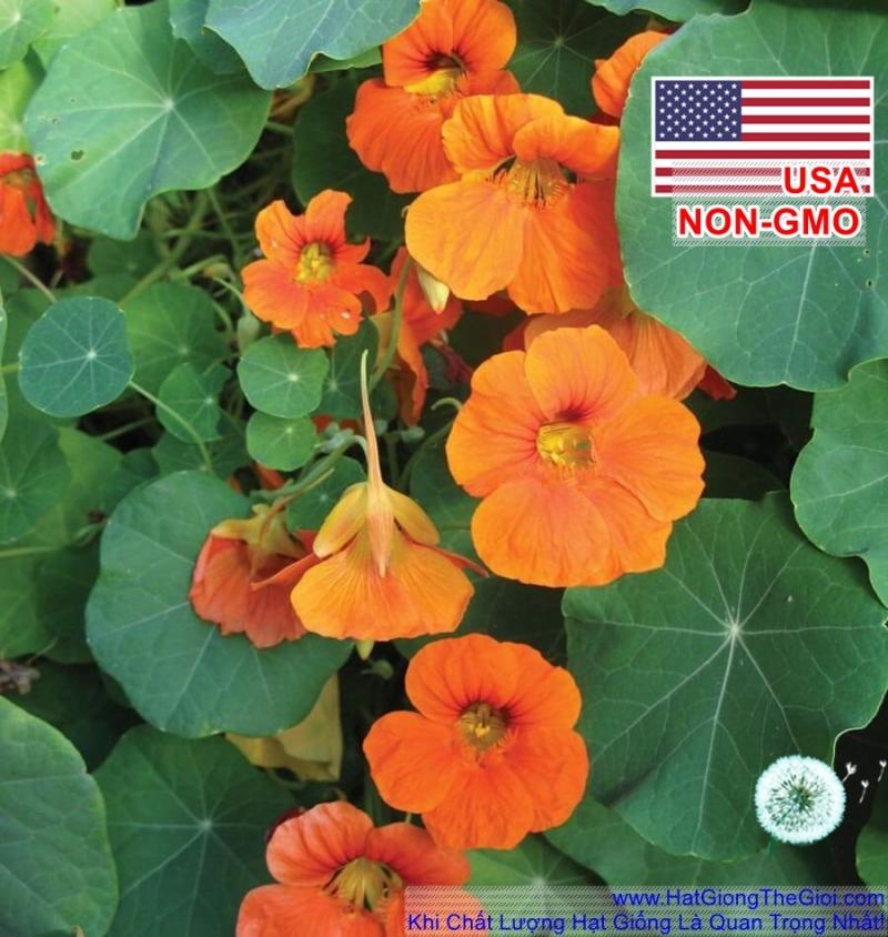 10GR 80.HAT Hạt Giống Sen Cạn Rủ Mix Màu (KD| -KD: B10*V45*M024)