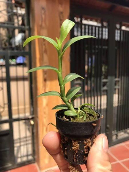 5ct hải dương