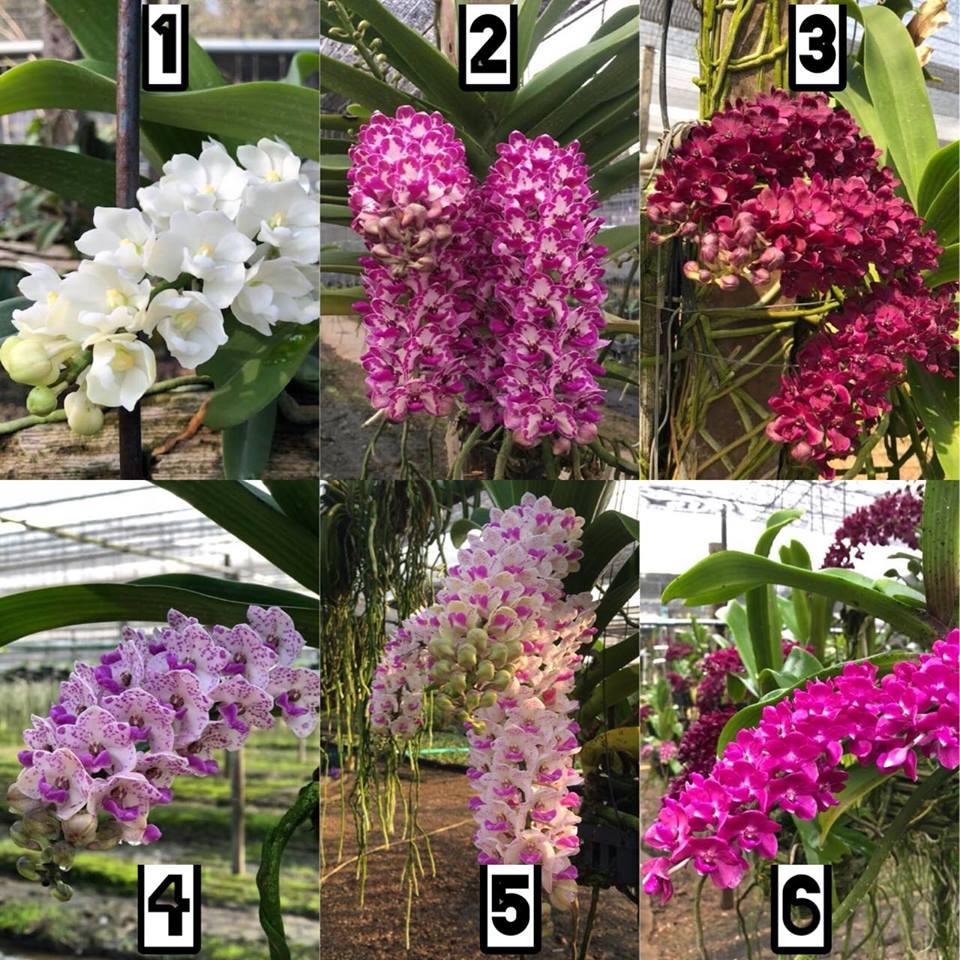 Lan giống Đai Châu Thái (combo 6 cốc 6 màu)
