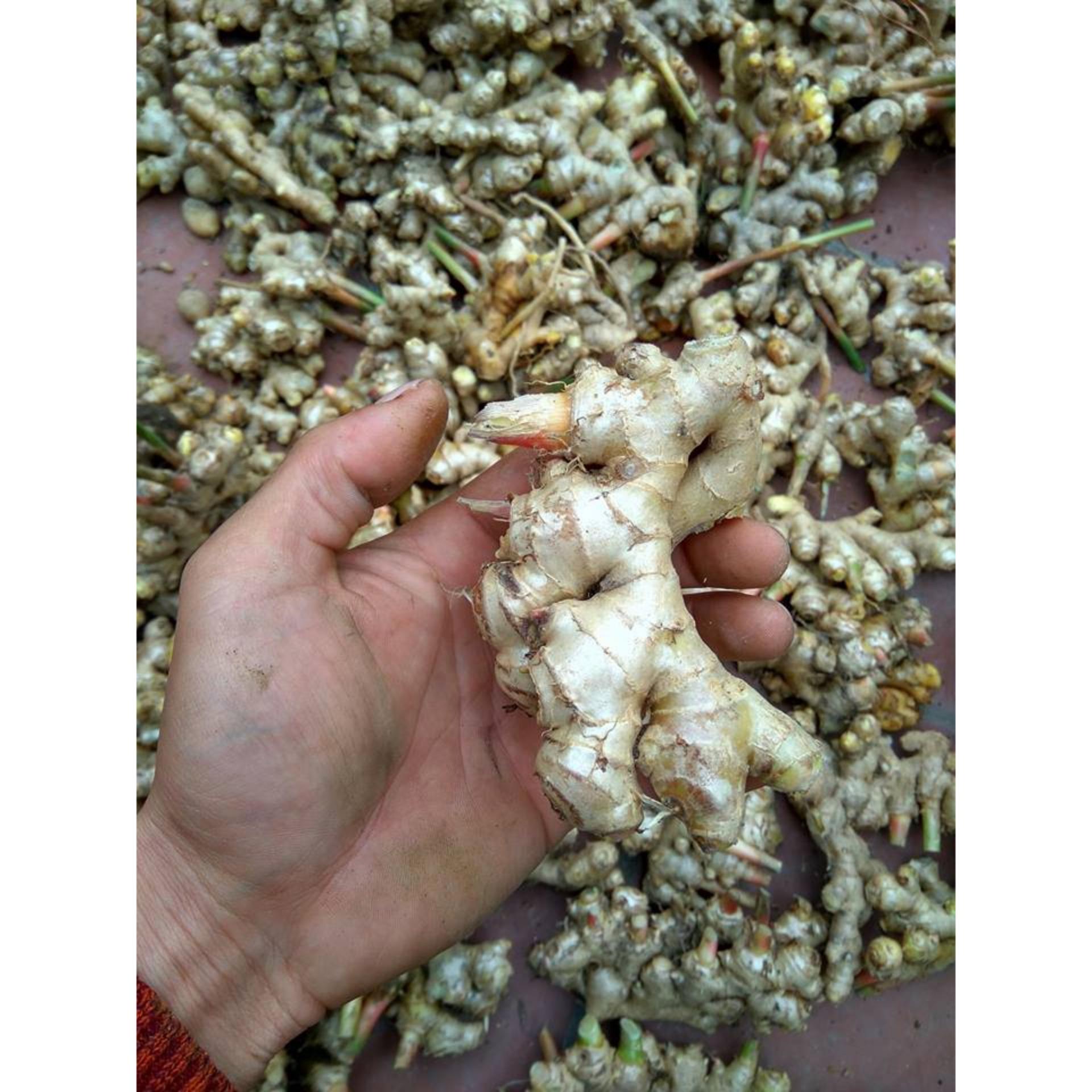 Bộ 2 Hũ Mật Ong Gừng 650gr