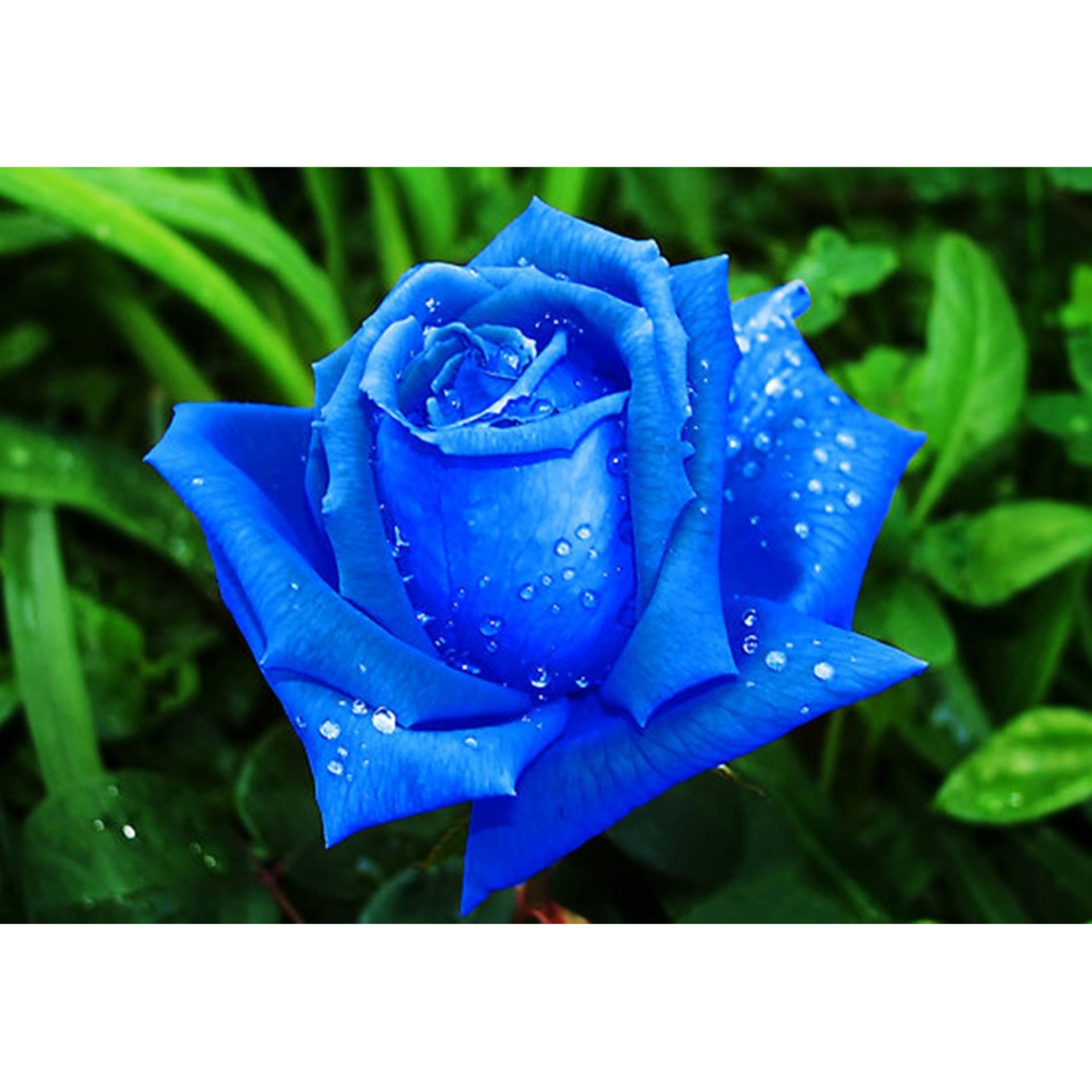 Hạt giống hoa hồng xanh dương
