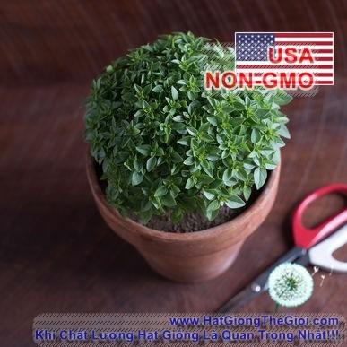 50h Hạt Giống Húng Tây Basil Bụi Lùn 15cm Piccolino (B3.103| C25*W43*M239)