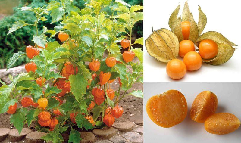 Hạt Giống Tầm Bóp - Thù Lù Nam Mỹ