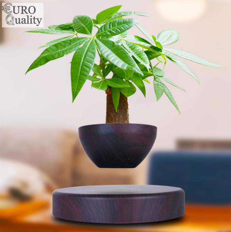 Cây bonsai bay lơ lửng vân gỗ Đen - Euro Quality