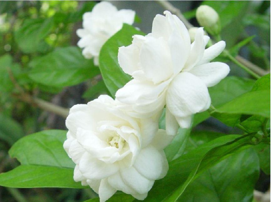 Cây giống học viện, Hạt giống hoa nhài