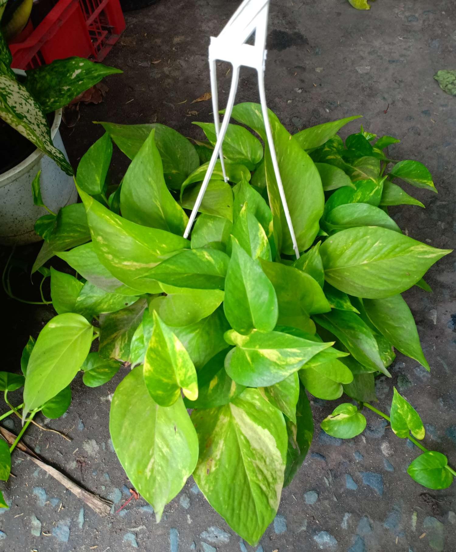 [HCM]Trầu Bà Ta - Trầu Bà Thái Lan