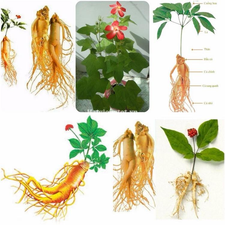 [Lấy mã giảm thêm 30%] Hạt giống Nhân Sâm Hàn Quốc (10 hạt)