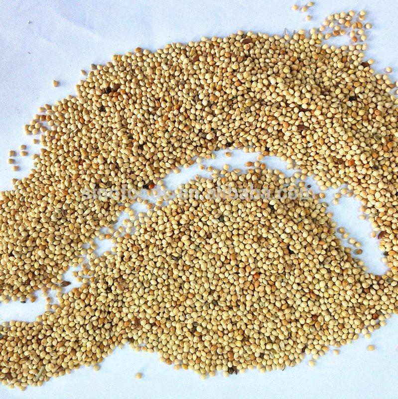 Hạt Kê Vàng 1Kg có vỏ cho yến hót, vẹt....