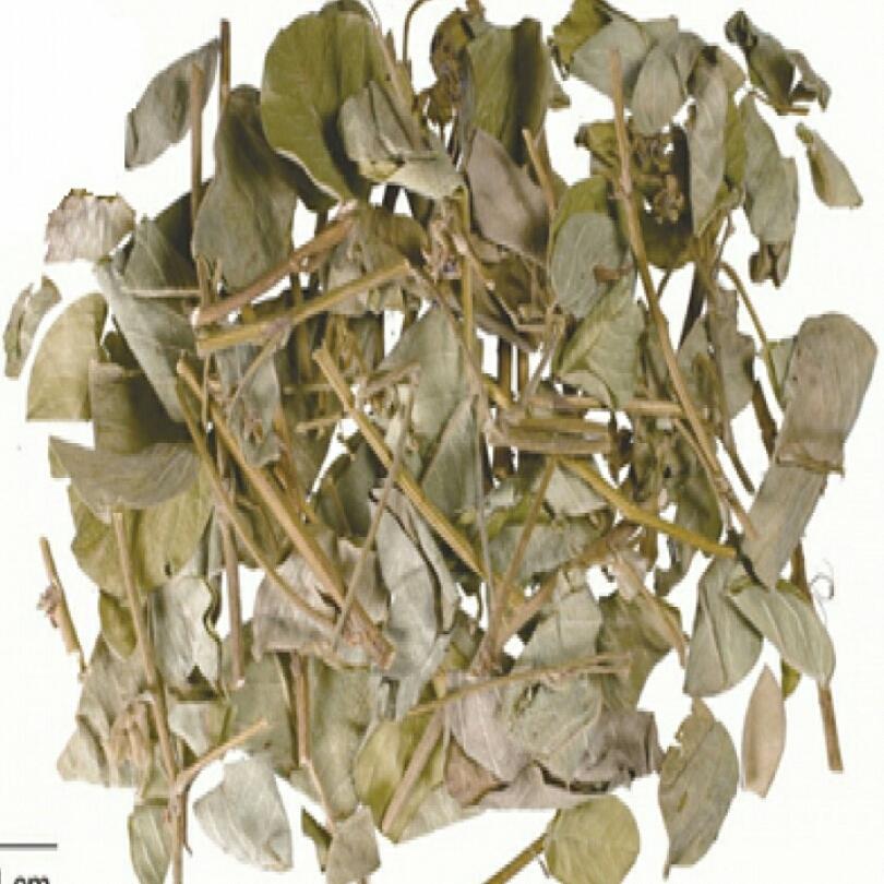 Kim tiền thảo 1kg.